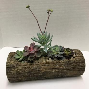 Succulents in wood look planter