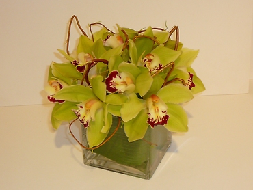 Green Cymbidiums