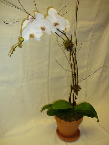 White Phalaenopsis Orchid in Clay