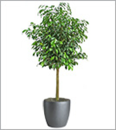 Ficus Tree