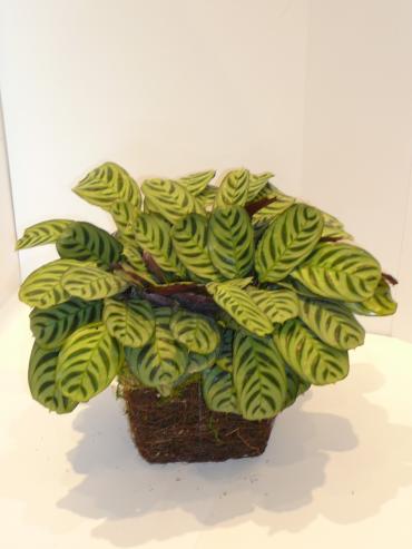 Prayer Plant in Twig Basket