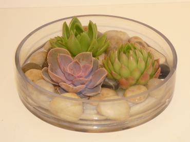 Round succulent dish garden