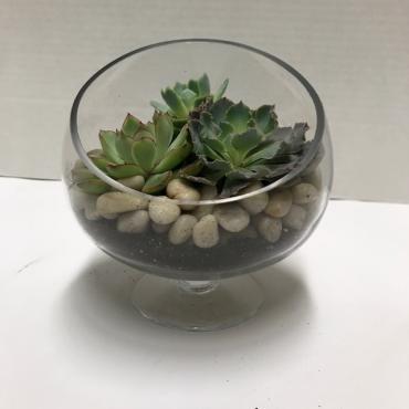 Succulents in clear glass bubble