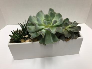 Succulents in white rectangle