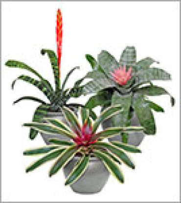 Exotic Bromeliad