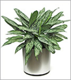 Chinese Evergreen